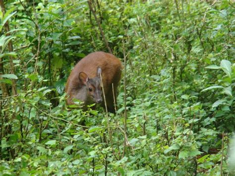 Central American Red Brocket Mazama Temama Central American Mule