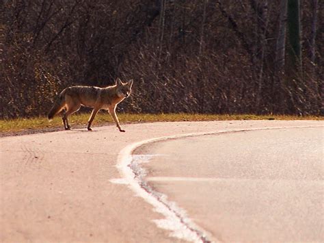 Watch City Wildlife Rescue - Season 1 | Prime Video