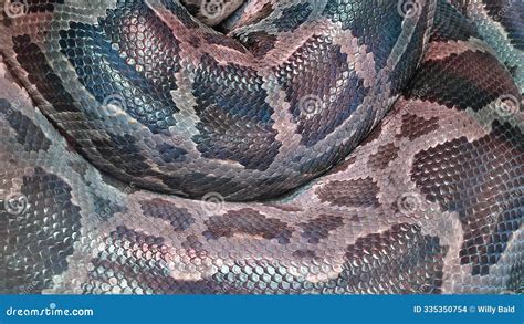 texture    python  skin stock photo image  snake