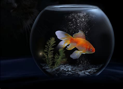 een asiel voor vissen  elke vis heeft een zieltje animals today