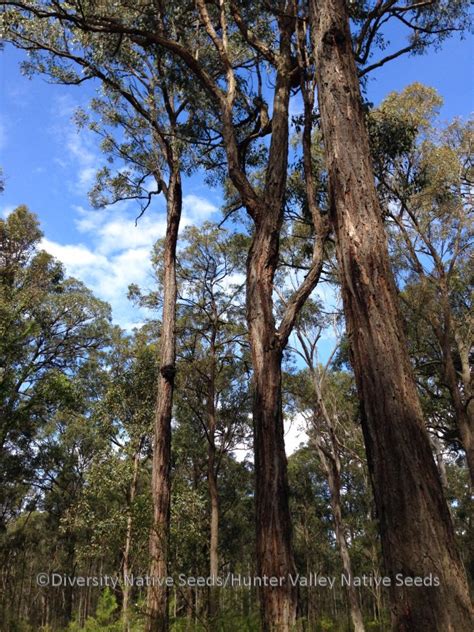 Eucalyptus Fibrosa Broad Leaved Ironbark Diversity Native Seeds