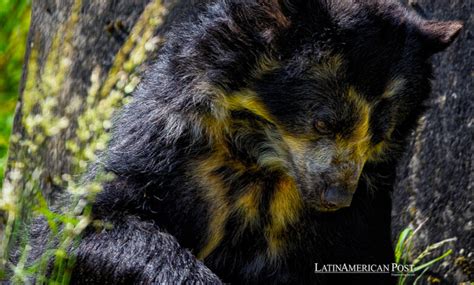 Colombian Andean Bear's Rare Canine Distemper Virus Infection ...