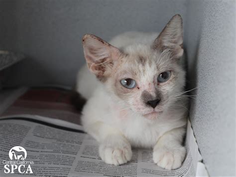 CCSPCA Rehabbing Nine Owner-Relinquished Cats That Tested Positive for