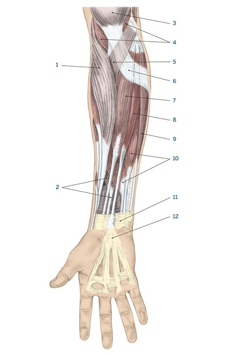 Ptha 1413 Muscles Forearm And Hand Anterior Superficial Diagram