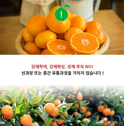 마켓오름제주 타이벡 감귤 10kg