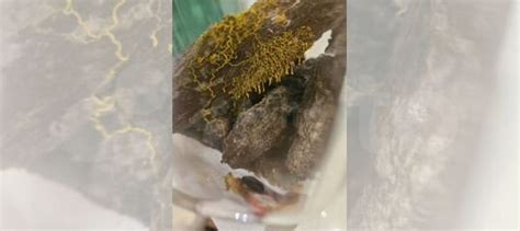 Удивительный слизевик физарум полицефалум купить в Москве | Товары для ...