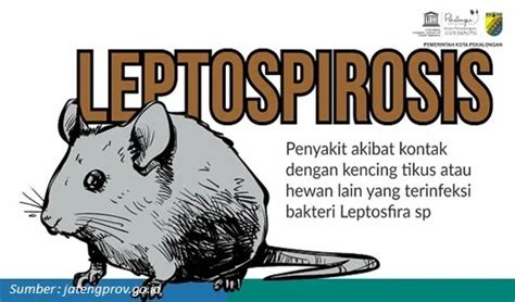 8 Cara Mencegah Penyakit Leptospirosis Antisipasi Saat Musim Penghujan