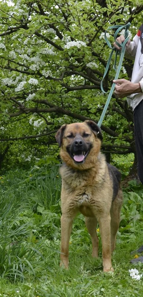 Москва, МО Бруно - потрясающий пес! Ласковый, | Бездомные Животные Москва