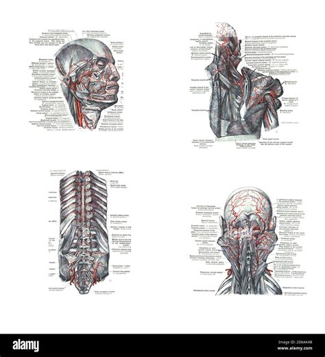 4 Views Of The Head Back And Spine From An Atlas Of Human Anatomy