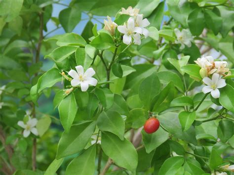 Star Jasmine Complete Growing And Care Guide