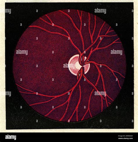 normal fundus illustration stock photo alamy