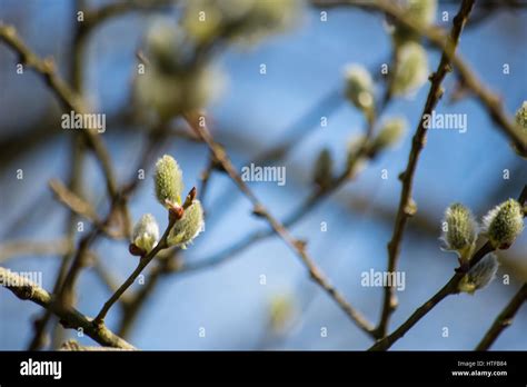Pussy Willow Branches Stock Photo Alamy