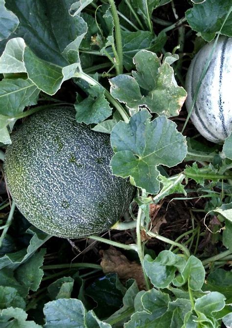 Melon - growing, sowing, planting, harvest for this summer fresh relief