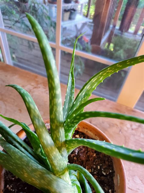 Aloe Vera - Gardening In Pearls