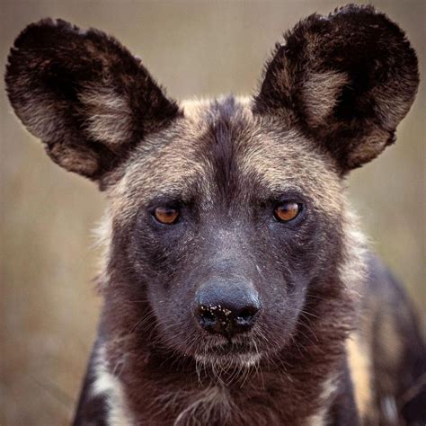 🔥African wild dog (Lycaon pictus) can run at speeds of up to 44 mph