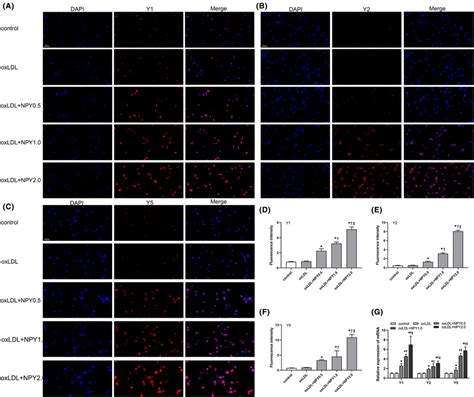 Effects Of Npy On The Expression Of Npy Receptors Y Y And Y