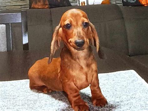 Adopt Lancelot Adopt Dogs And Cats On Puppiesnation
