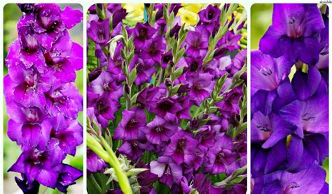 О сортах гладиолуса (описание и характеристики, агротехника выращивания)