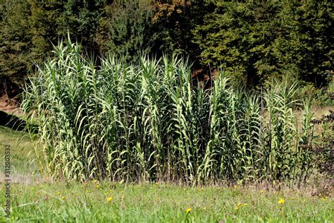 Giant Reed Or Arundo Donax Or Giant Cane Or Elephant Grass Or Carrizo Or Arundo Or Spanish Cane