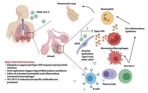 Basic Virology And Immunology Covid Curriculum