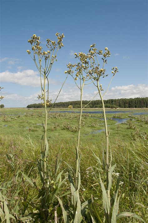 Strandmolke-6 | Beijers hamn | Thomas Gunnarsson | Flickr