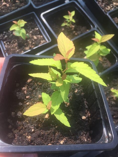 Саженцы японской спиреи Голдфлейм ~ Питомник декоративных растений ...