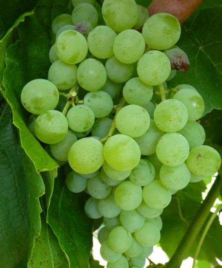 Виноград Химрод: описание и характеристики сорта, особенности ухода и ...