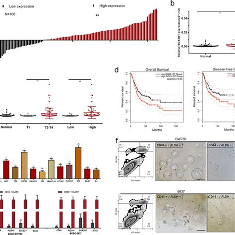 Expression Of Sox2ot In Bladder Cancer A The Heights Of The Columns In