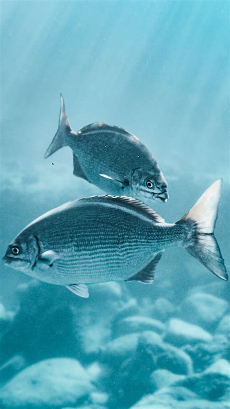 gray fish  water  stock photo