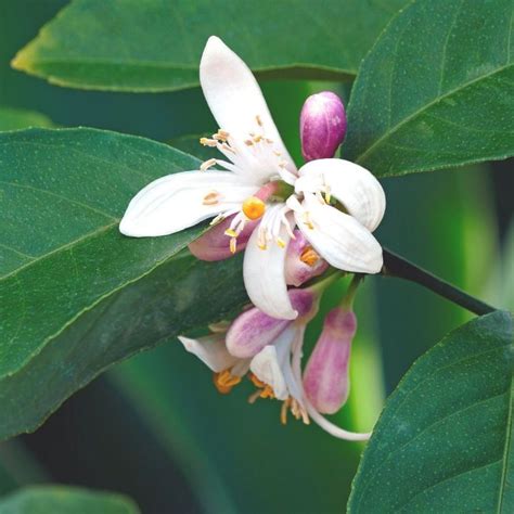Why Are My Meyer Lemon Leaves Falling Off? (Citrus x meyeri) - GardensAll