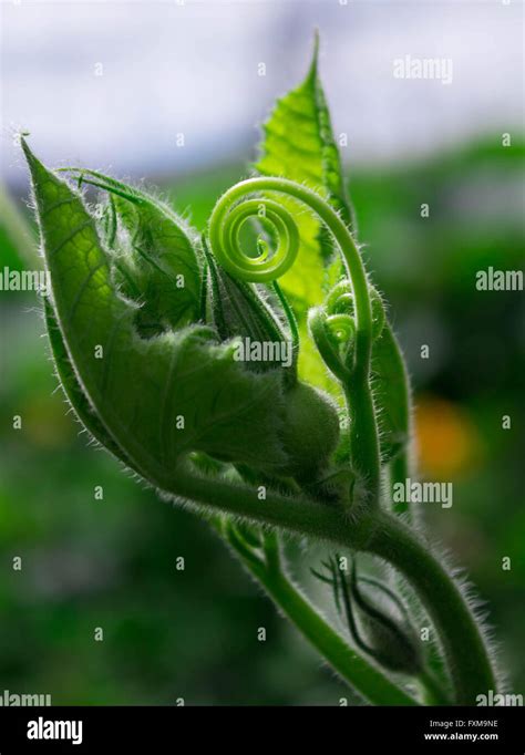 Pumpkin flower bud hi-res stock photography and images - Alamy