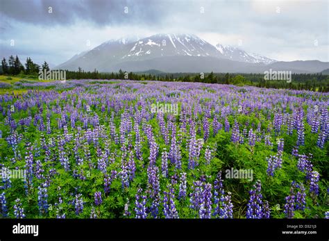 Arctic Lupine, Lupinus arcticus, purple flowers in bloom, Kenai ...