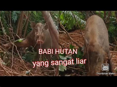 BERBURU BABI HUTAN BABI HUTAN YANG SANGAT GANAS KENA JERAT YouTube