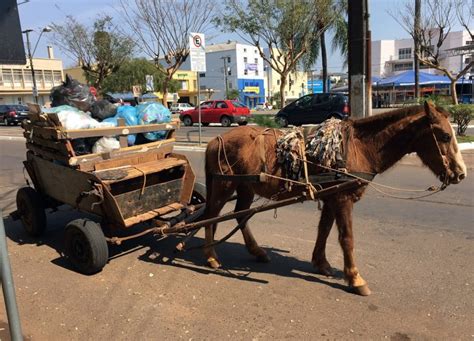 C Mara De Bh Aprova Fim Das Carro As Puxadas Por Animais Veja Essa