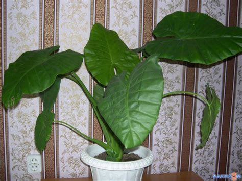 Алоказия (100+ фото): посадка и полив, выращивание дома, корм