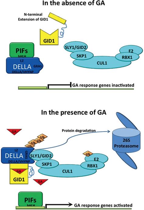 Plant ubiquitin-proteasome pathway and its role in gibberellin ... 