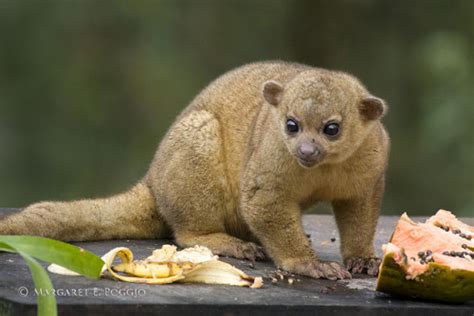 kinkajou  tumblr