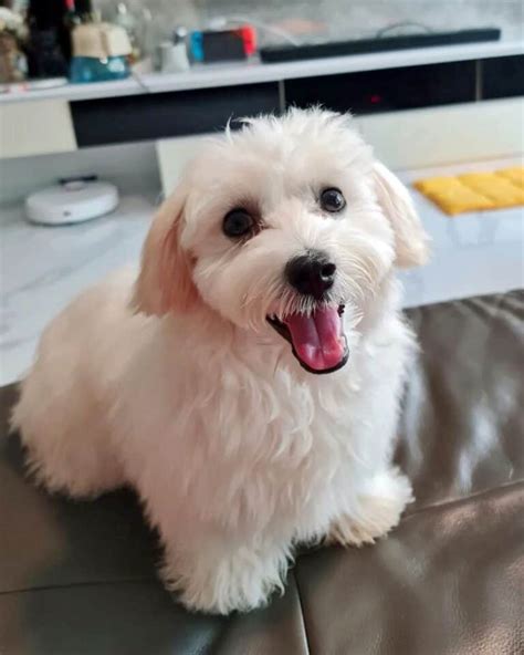 Bichon Frise Mixes: 34 Fluffy Crossbreeds You'll Want to Cuddle