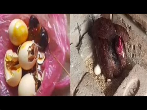 Ande Kharab Ho Gay YouTube