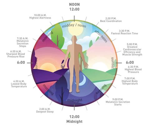 Circadian Rhythm