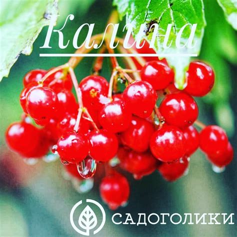 ООО "САДОГОЛИКИ - 🌿Калина — это традиционное и любимое всеми растение ...