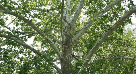 Sycamore Tree Identification And Care