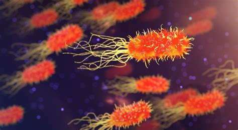 15 Essential Facts About Bacteria - Discover Walks Blog