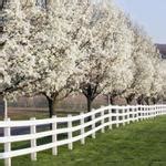 Pyrus Calleryana Aristocrat Callery Pear Leafland Limited Best