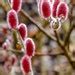 PINK Japanese Pussy Willow Mt Aso Plant LIVE Bush Shrubs Tree Etsy