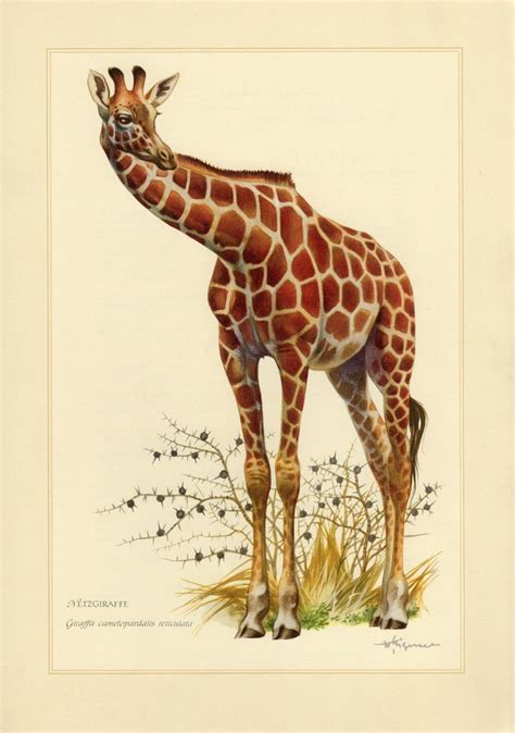 Giraffe Vintage Lithograph From 1956 Giraffe Lithograph Mammals