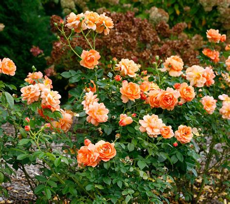 Роза наранга плетистая (Большое количество фото!) - treepics.ru