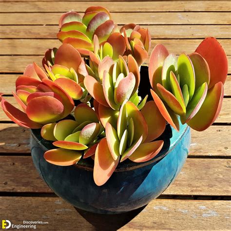 Amazing Orange Houseplants You Can Grow Engineering Discoveries