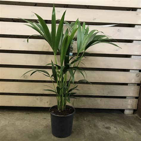 Пальма Ховея Форстериана 21/100 купить в Москве