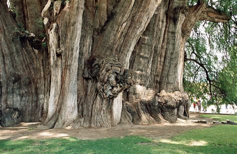 The Oldest, Tallest, Widest and Biggest Trees in the World | I Like To ...